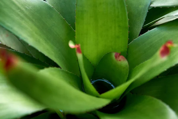 Brotos Multicoloridos Neoregelia Moitas Tropicais — Fotografia de Stock