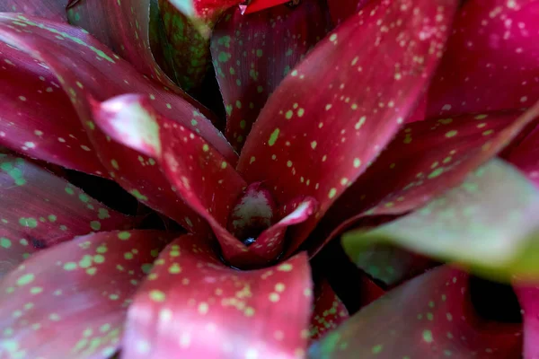 Brotes Multicolores Neoregelia Matorrales Tropicales — Foto de Stock