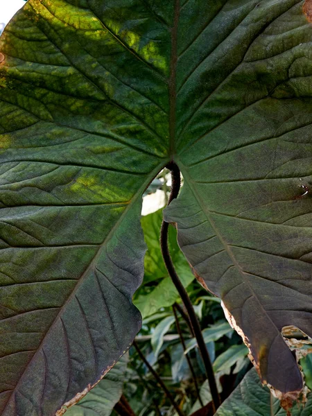 Enormes Hojas Plantas Tropicales Selva — Foto de Stock