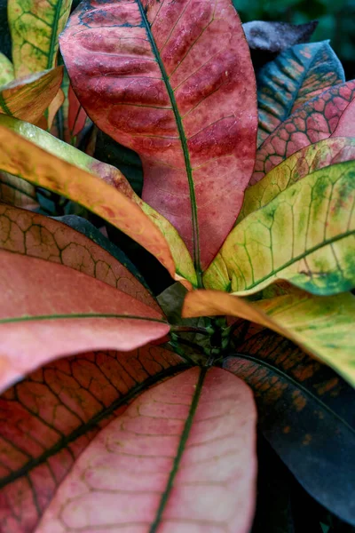 Daun Besar Tanaman Tropis Hutan — Stok Foto