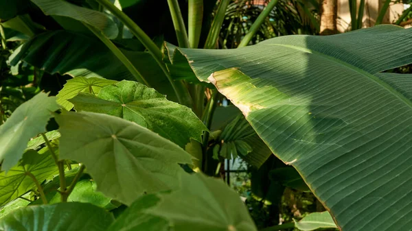 Ormanda Büyük Tropikal Bitki Yaprakları — Stok fotoğraf