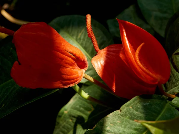 Kırmızı Çiçekler Yeşil Çalıların Arasında Şarbonlu Scherzer — Stok fotoğraf
