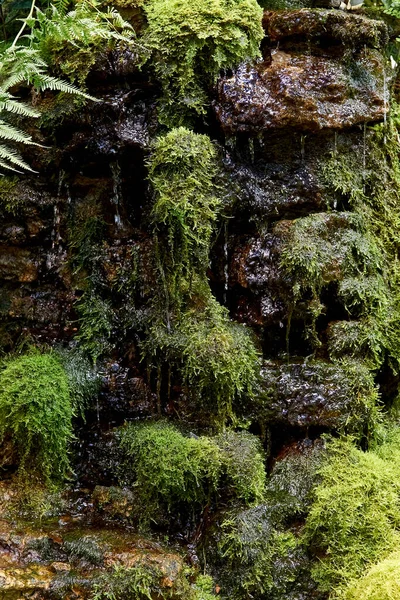 Yeşil Ormanda Çağlayan Sular — Stok fotoğraf