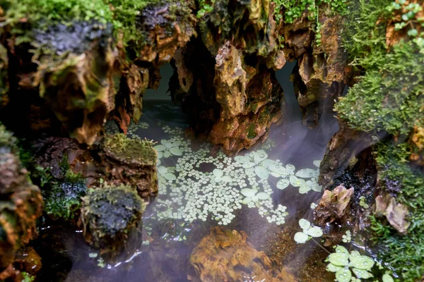 Водні Каскади Зелених Джунглях — стокове фото