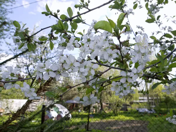 Çiçek açan kiraz yakın plan.