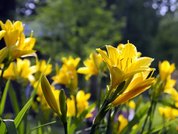 büyük sarı zambak