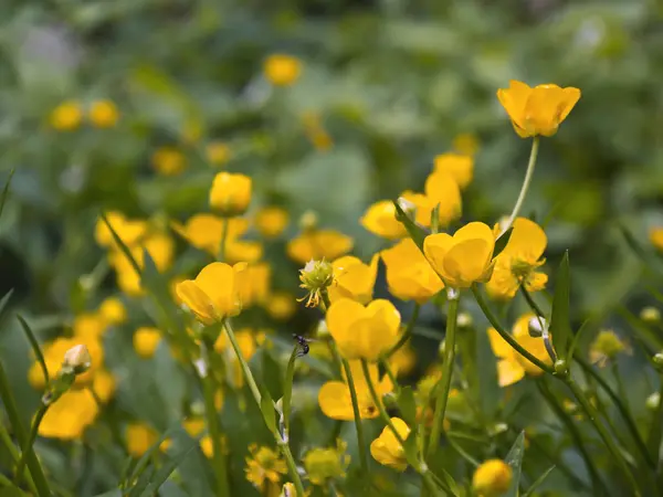 Sarı çiçekler üzerinde uçmak