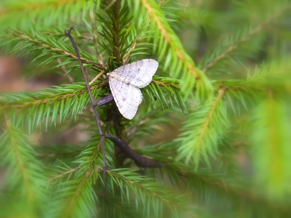 Waldschmetterling — Stockfoto