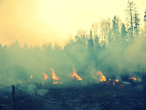 Лесные пожары Лицензионные Стоковые Фото