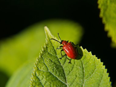 Kırmızı beetle