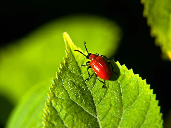 Kırmızı beetle