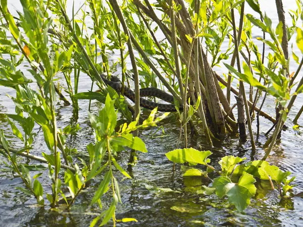 Çalılıkların üzerinde su yılanı