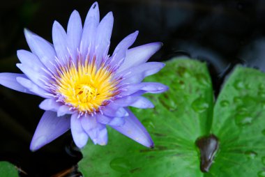 Water lily flower