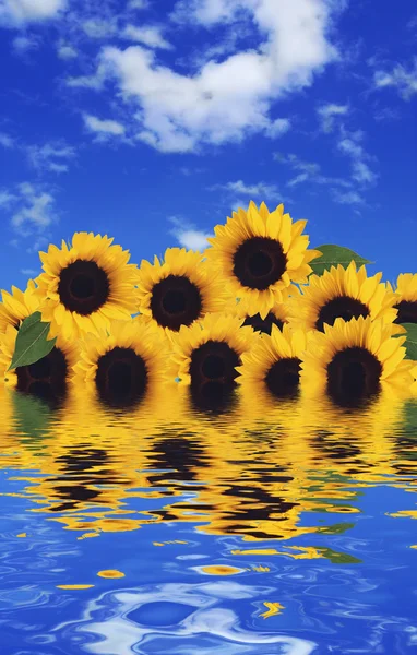 Girasoles en el agua Imagen De Stock