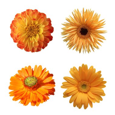 Beyaz arka plan üzerinde izole çeşitli çiçekler seçimi