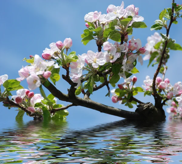 Maçã em flor — Fotografia de Stock