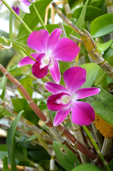 Flor de orquídea rosa en el jardín, Tailandia Imágenes De Stock Sin Royalties Gratis