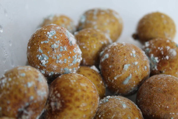 Mold on longan fruit, isolated on white background. White bluish fuzzy growth on the shell