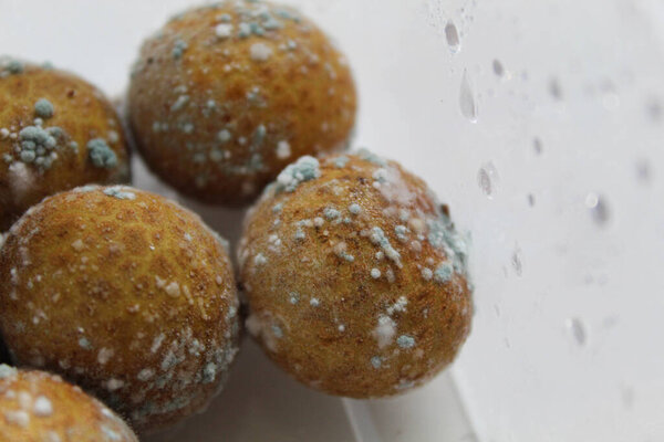 Mold on longan fruit, isolated on white background. White bluish fuzzy growth on the shell