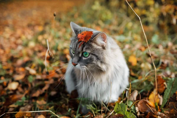 Retrato Gato Gris Esponjoso Sienta Follaje Otoño Gato Siberiano Con — Foto de Stock