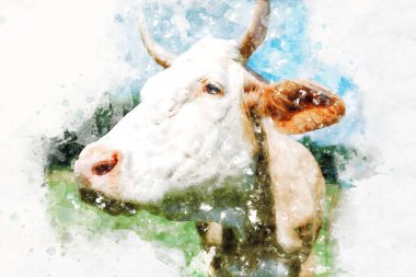 Beyaz bir boğanın suluboya portresi. Astrolojik işaretin illüstrasyon konsepti Ox, Mutlu yıllar 2021, geleneksel hayvan..