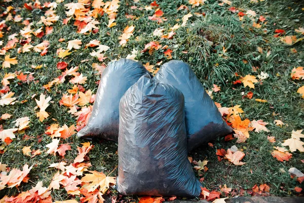 Odpadkové Pytle Podzimním Trávníku Čištění Spadlého Listí Parku — Stock fotografie