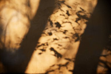 Sarı duvardaki yaprakların ve ağaçların gölgesi. Sonbahar arkaplanı