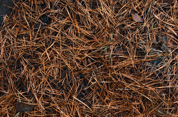 Texture of yellow Christmas tree needles. Autumn background of fallen needles, close up