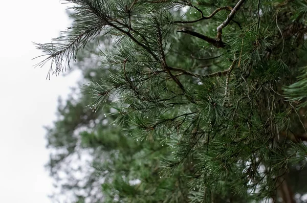 Une Forêt Pins Branches Arbre Noël Gros Plan Dans Coin — Photo
