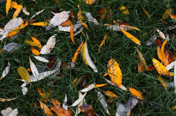 Padlé Žluté Listí Zelené Trávě Výhled Shora Podzimní Pozadí Textury — Stock fotografie