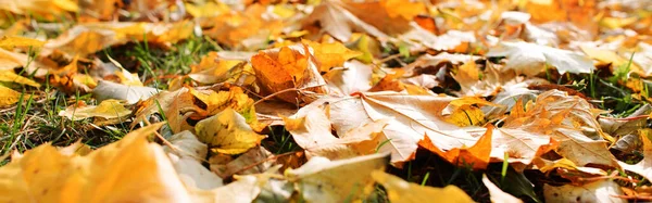Trávníku Padalo Podzimní Listí Podzimní Pozadí Měkké Zaměření — Stock fotografie