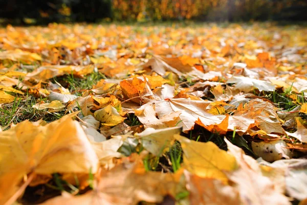Padlé Podzimní Listí Trávníku Podzimní Pozadí Měkké Zaměření — Stock fotografie