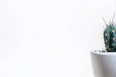 Beyaz arka planda seramik kapta kaktüs, kopyalama alanı. Ev bitkisi afişi, minimalizm fotoğrafı