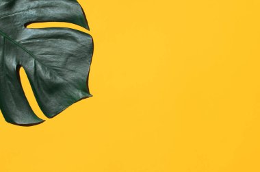 Sarı arka planda canavar yaprağı yakın plan, üst manzara. Kapalı alanda minimalizm fotoğrafı, kopyalama alanı.