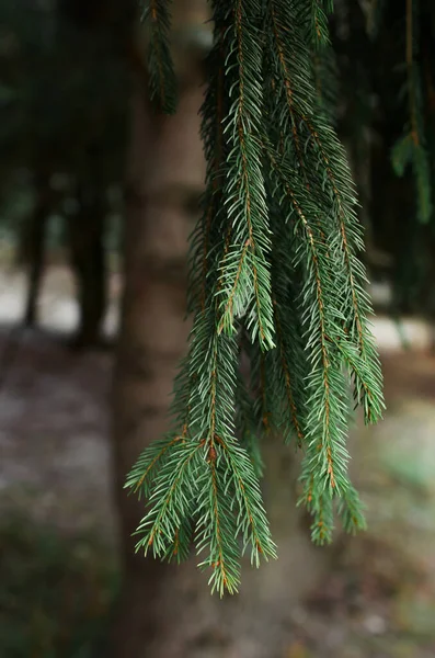クリスマスツリーの枝を閉じる 選択的フォーカス 冬のクリスマスの背景 垂直写真 — ストック写真