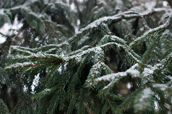 Branche Arbre Noël Hiver Gros Plan Neige Sur Une Branche — Photo