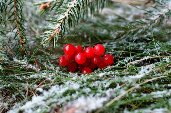 Des Baies Rowan Rouges Une Branche Arbre Noël Sur Herbe — Photo
