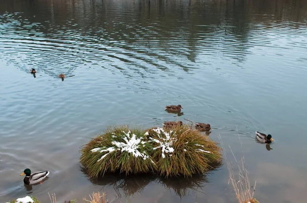 Patos Selvagens Nadando Lago Inverno — Fotografia de Stock