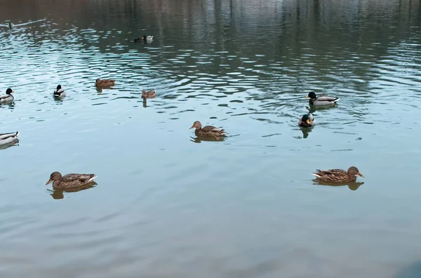 Patos Selvagens Nadando Lago Inverno — Fotografia de Stock