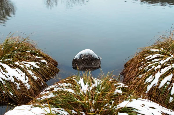 Tronco Arbusto Grama Verde Coberto Com Neve Meio Lago — Fotografia de Stock