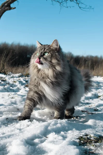 Portrait of fluffy cat for walk in winter. Licking Siberian cat with green eyes