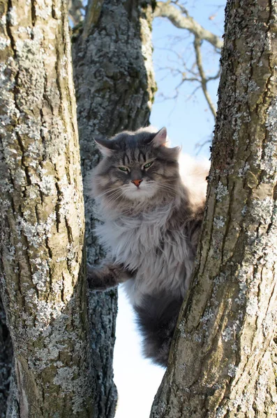 Retrato Gato Diabo Sentado Numa Árvore Gato Siberiano Fofo Com — Fotografia de Stock