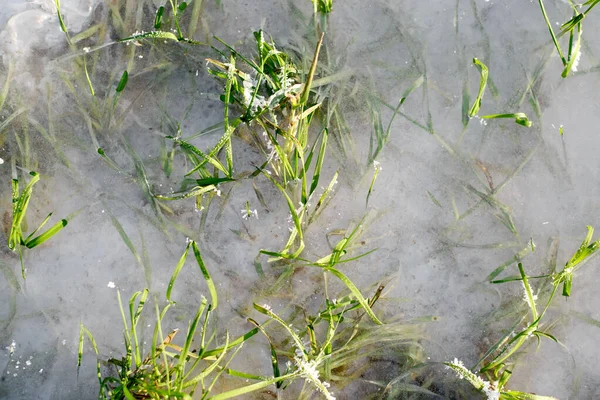 Herbe Verte Dans Glace Gelées Matinales Fond Hiver Espace Copie — Photo