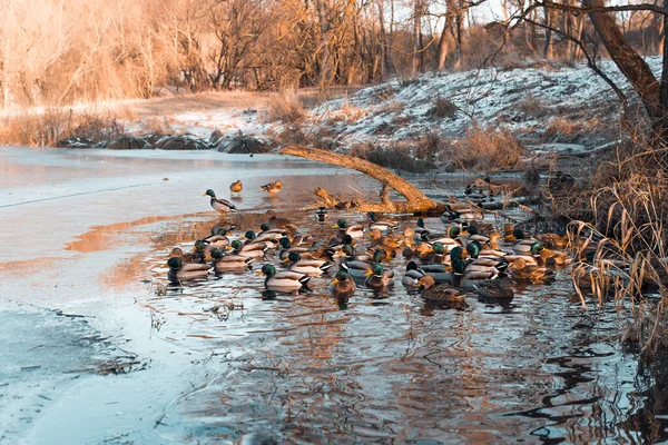 Patos Salvajes Nadando Lago Congelado — Foto de Stock