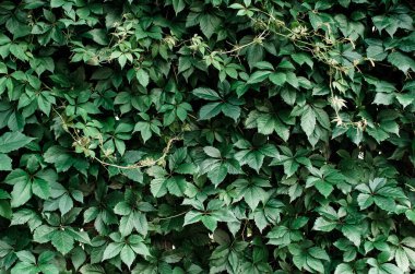 Yapraklardan yapılmış bir çit. Canlı koruma, arkaplan.