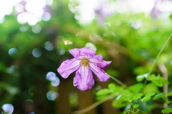 Hermosa Flor Púrpura Aire Libre Verano Primer Plano Enfoque Suave — Foto de Stock