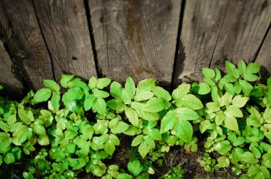Çitin yanında büyüyen yeşil çimenler, üst manzara.
