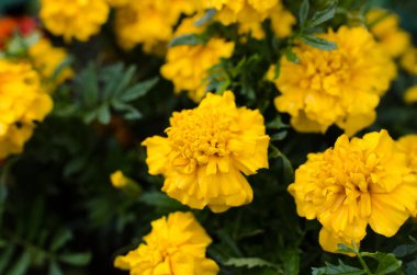 Yellow flowers in the garden, selective focus. Flower background