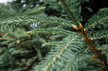 İğne ve iğnelerde çiy taneleri, bulanık. Noel ağacı dalları yakın plan, seçici odaklanma.