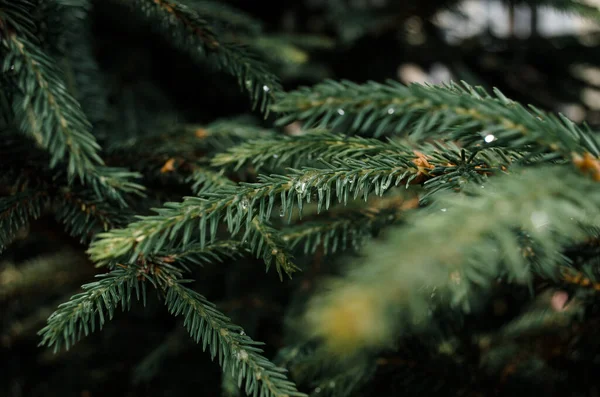 Julgransgrenen Närbild Selektivt Fokus Daggor Nålar Oskärpa — Stockfoto